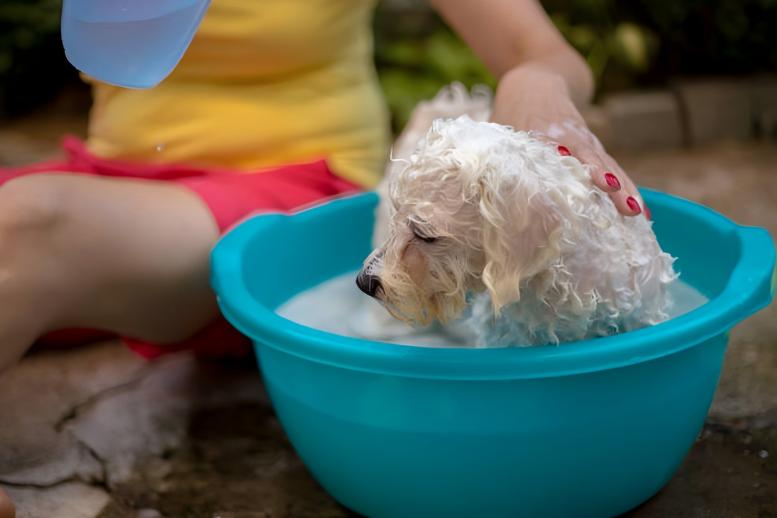 Limpeza doméstica e cuidados com animais de estimação